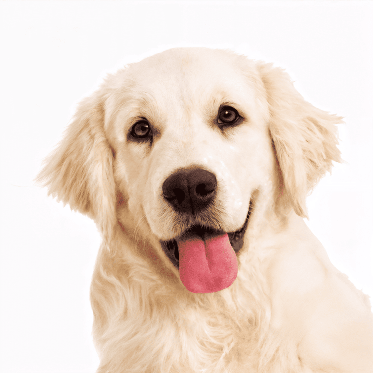 For Dog