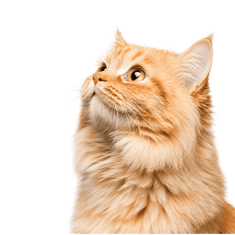 For Cat